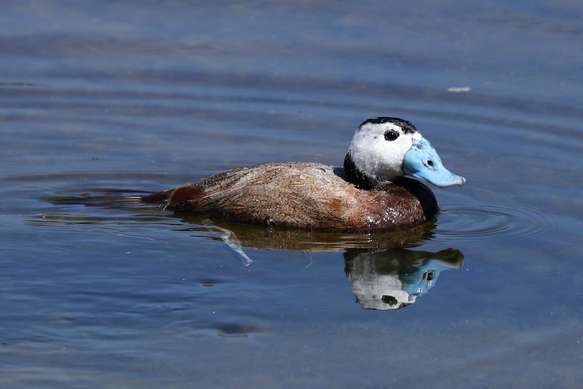 White-headed Duck - ML623560447