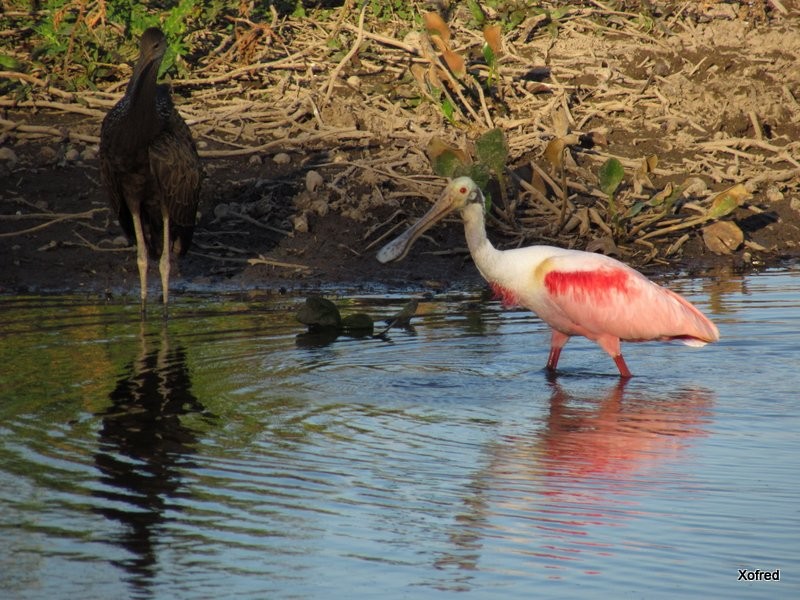 Limpkin - ML623560464