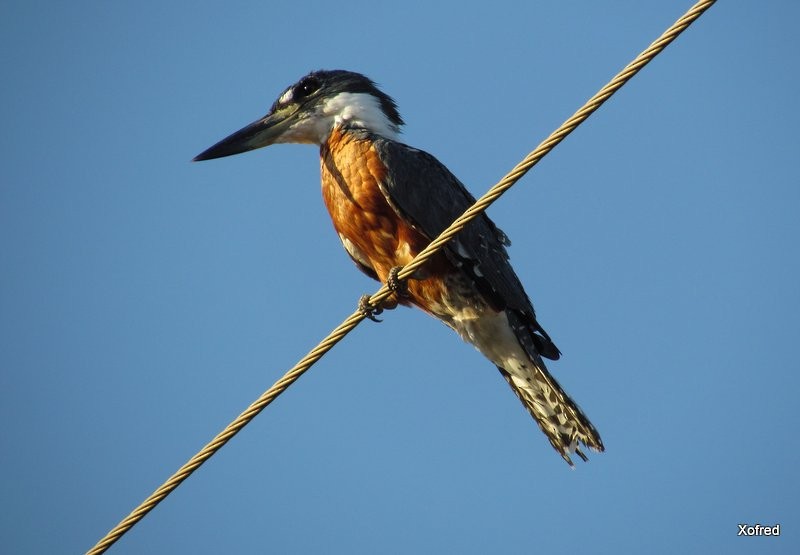 Martín Gigante Neotropical (torquata/stictipennis) - ML623560502