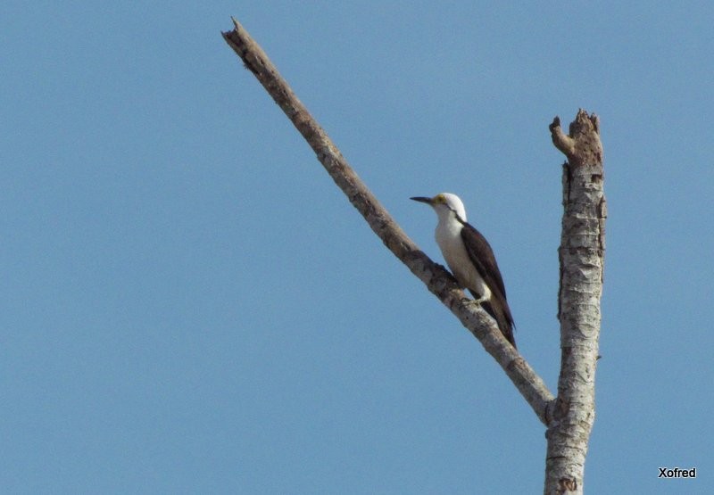 White Woodpecker - ML623560510