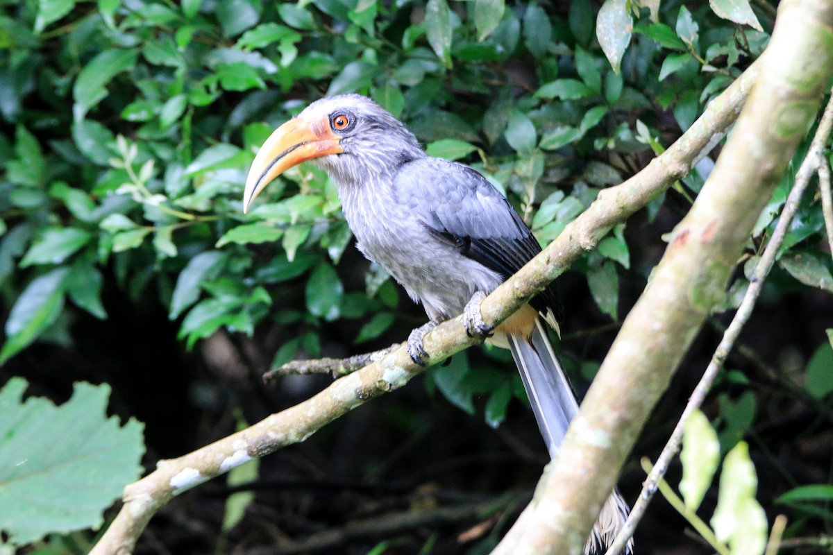 Malabar Gray Hornbill - ML623560516