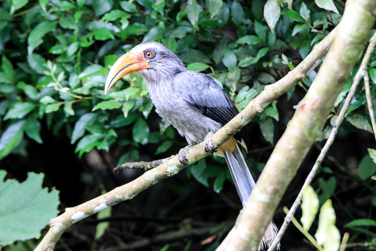 Malabar Gray Hornbill - ML623560517