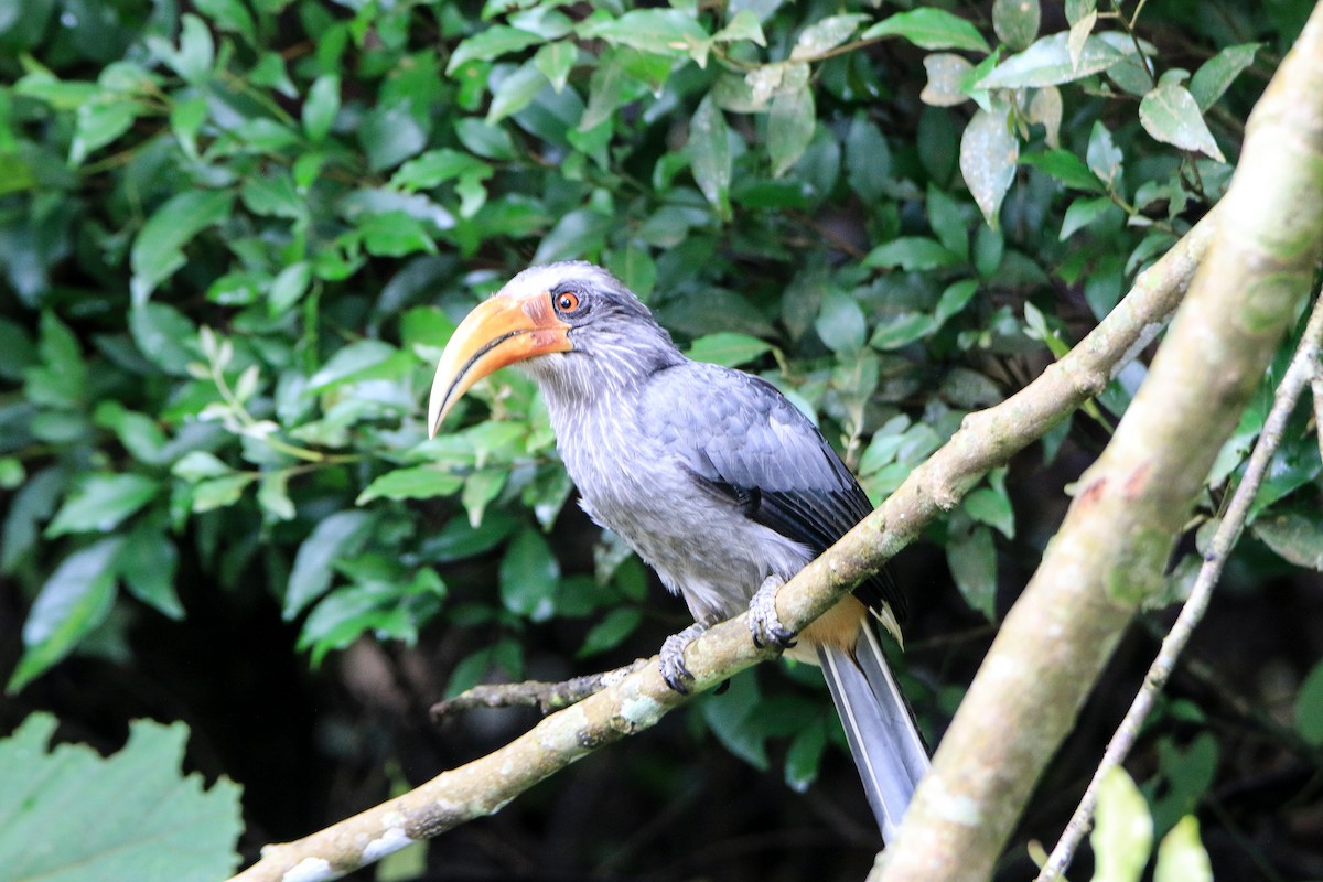 Malabar Gray Hornbill - ML623560523