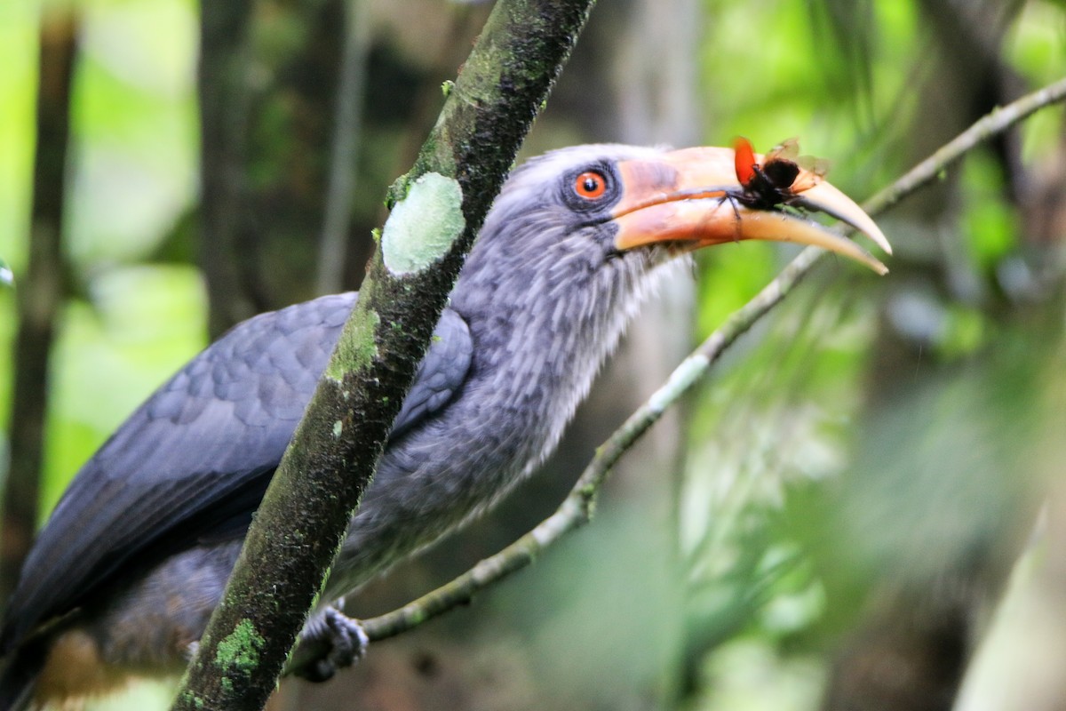 Malabar Gray Hornbill - ML623560524