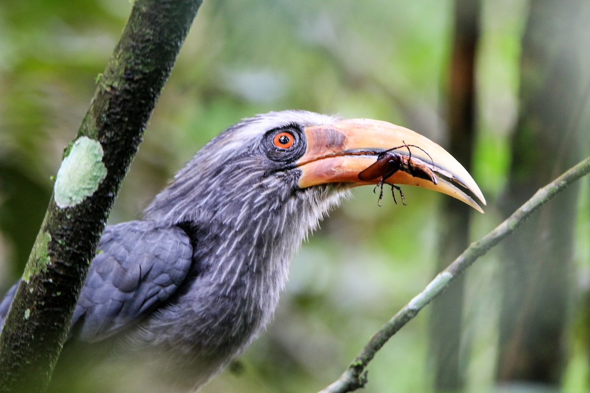 Malabar Gray Hornbill - ML623560525