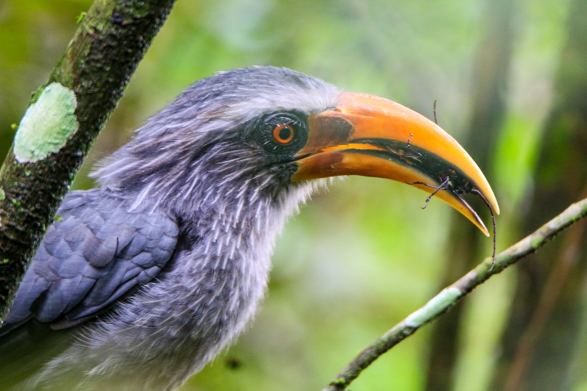 Malabar Gray Hornbill - ML623560526