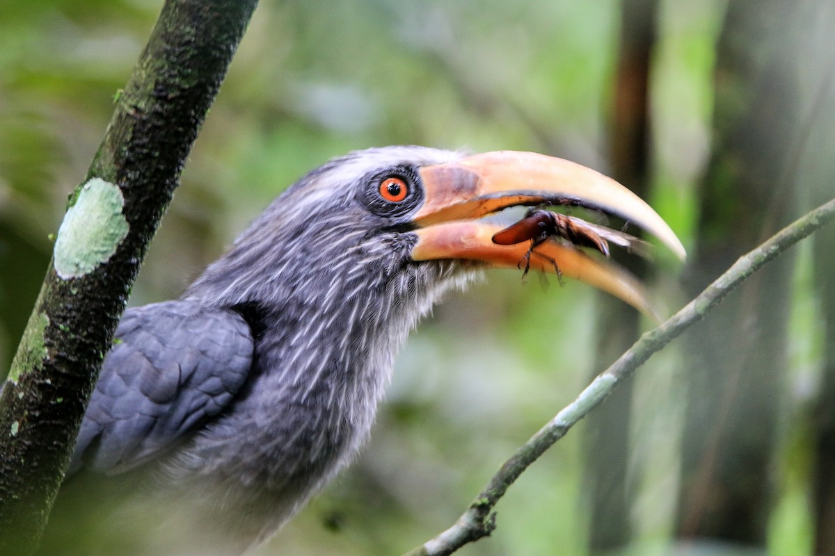 Malabar Gray Hornbill - ML623560528