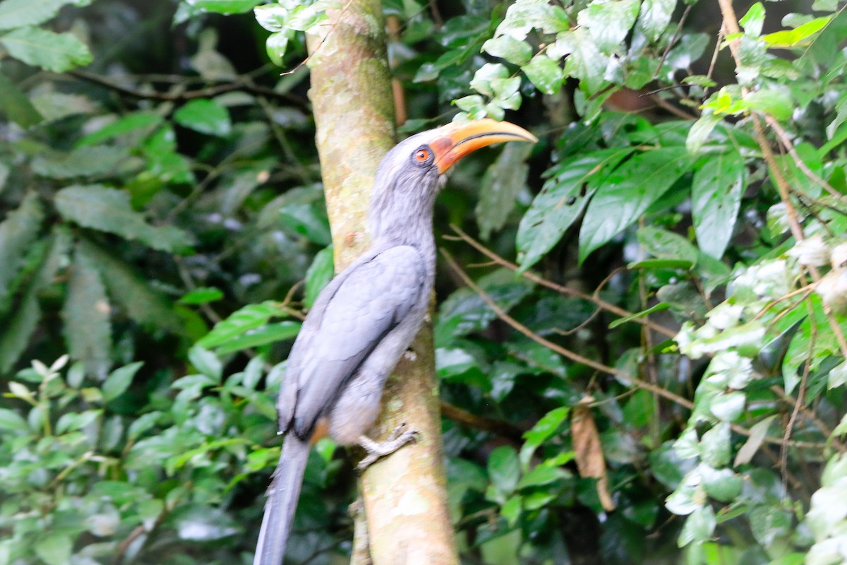 Malabar Gray Hornbill - ML623560530