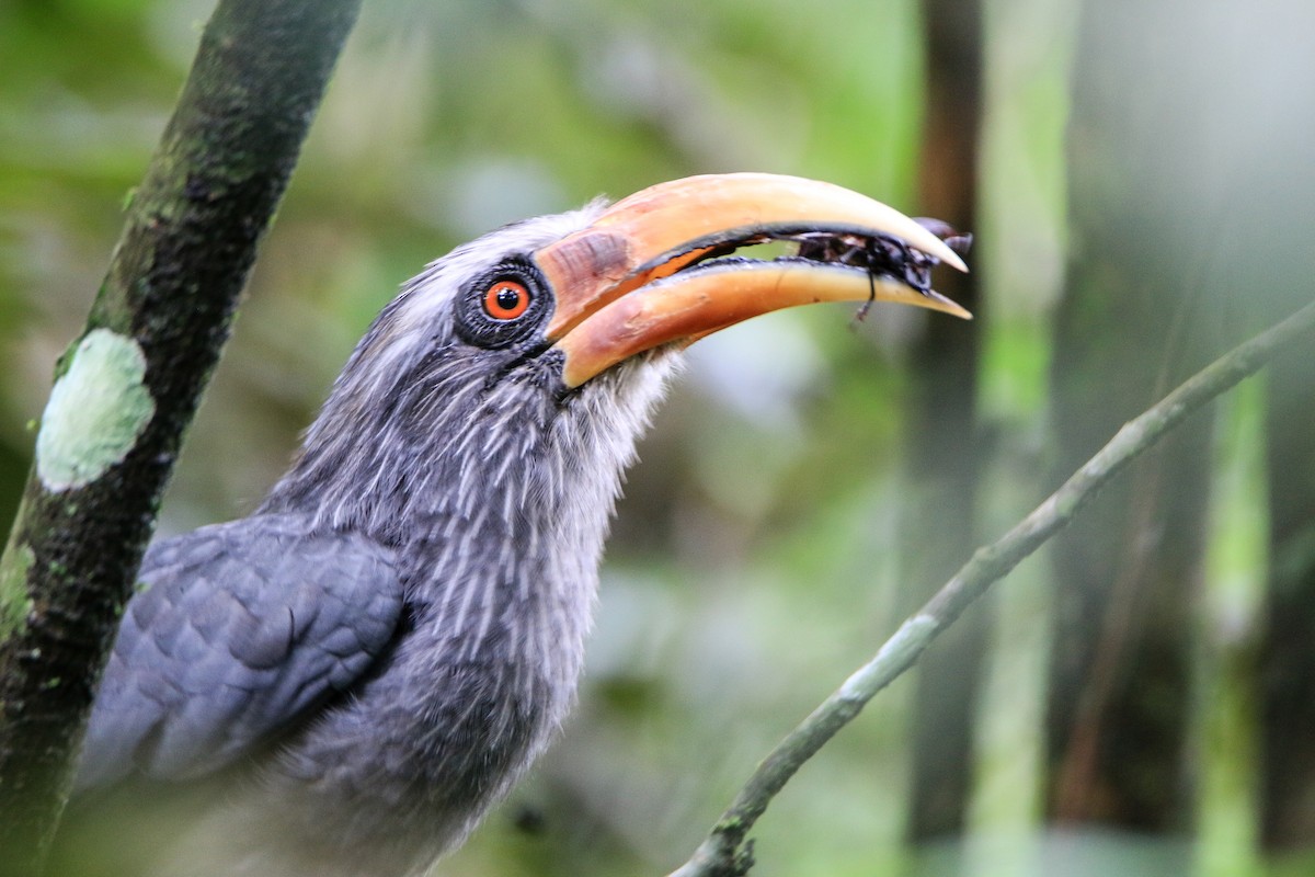 Malabar Gray Hornbill - ML623560531