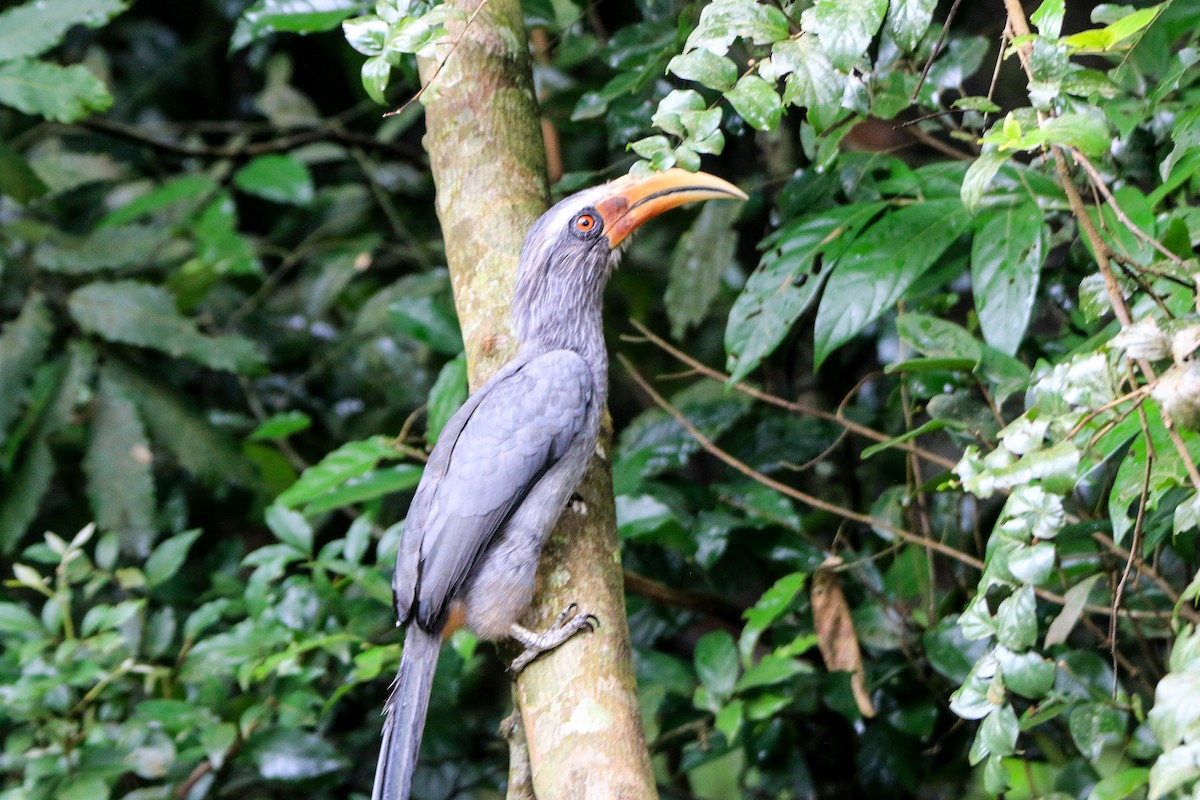 Malabar Gray Hornbill - ML623560532