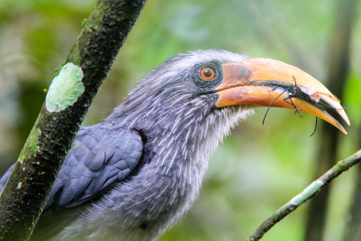 Malabar Gray Hornbill - ML623560538