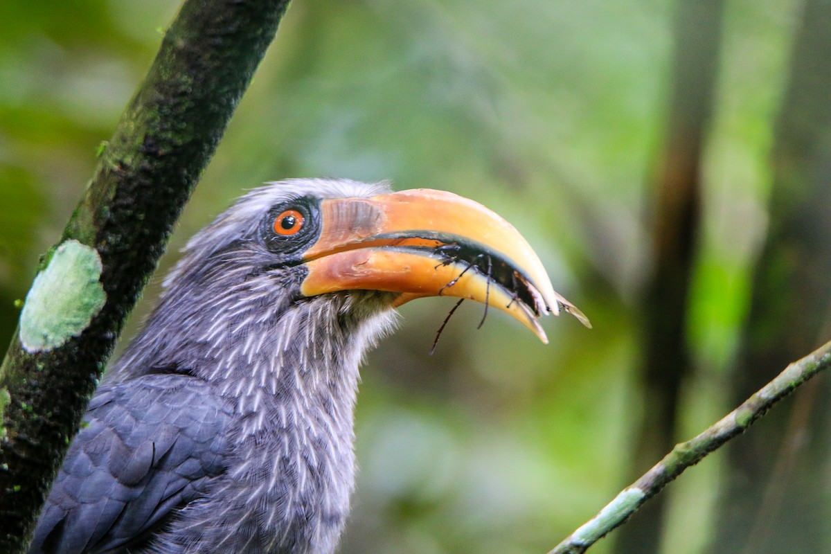 Malabar Gray Hornbill - ML623560539