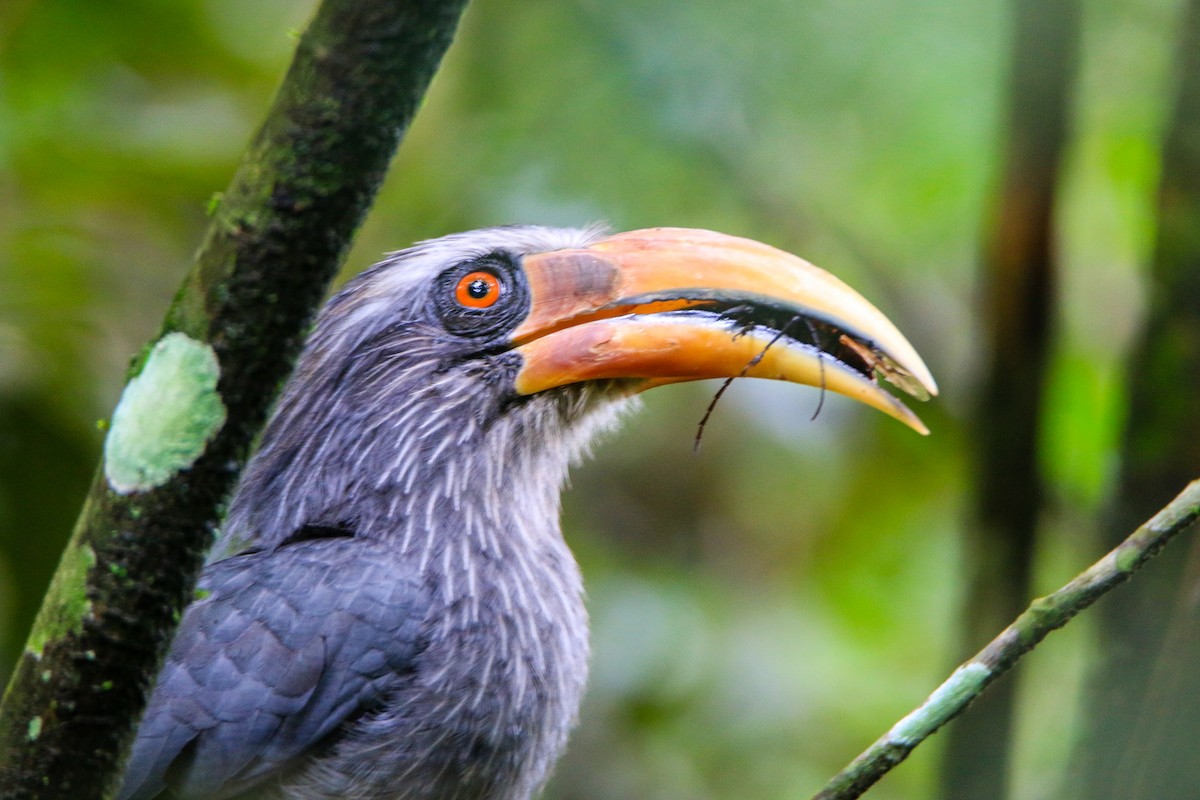 Malabar Gray Hornbill - ML623560541