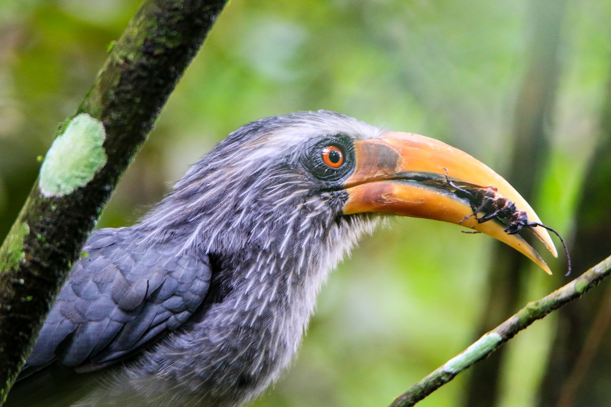 Malabar Gray Hornbill - ML623560542