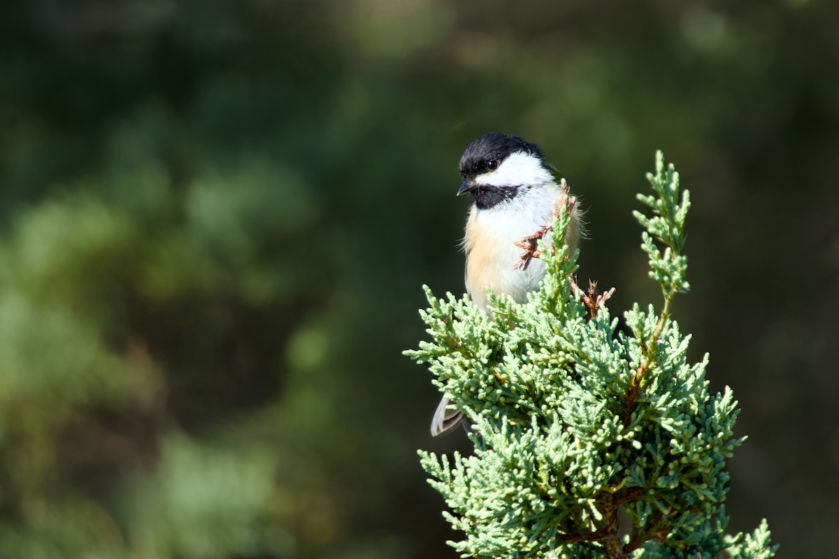 Black-capped Chickadee - ML623560561