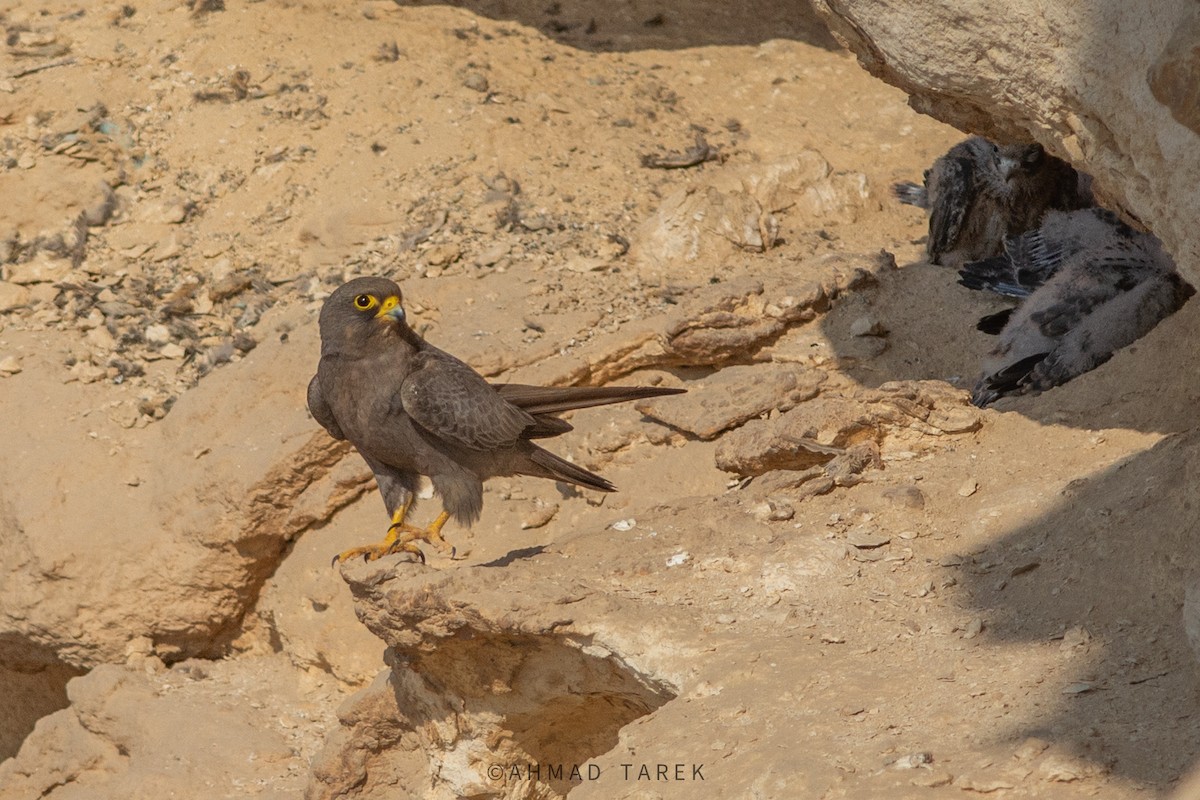 Sooty Falcon - Ahmad Tarek