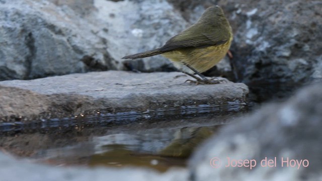 Canary Islands Chiffchaff - ML623560668