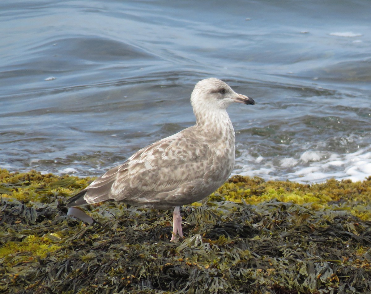 gråmåke (smithsonianus) (amerikagråmåke) - ML623560703