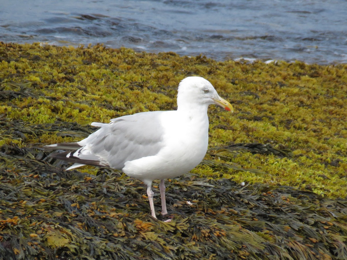 Herring Gull (American) - ML623560704