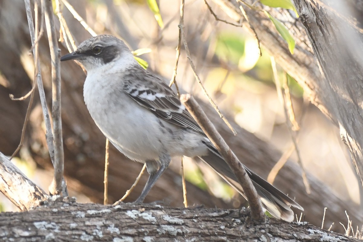 Galapagos Mockingbird - ML623560742