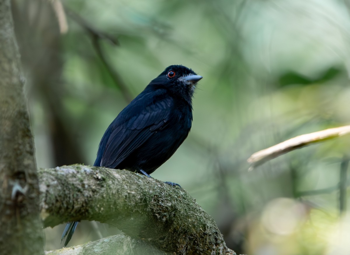 Blue-billed Black-Tyrant - ML623560749