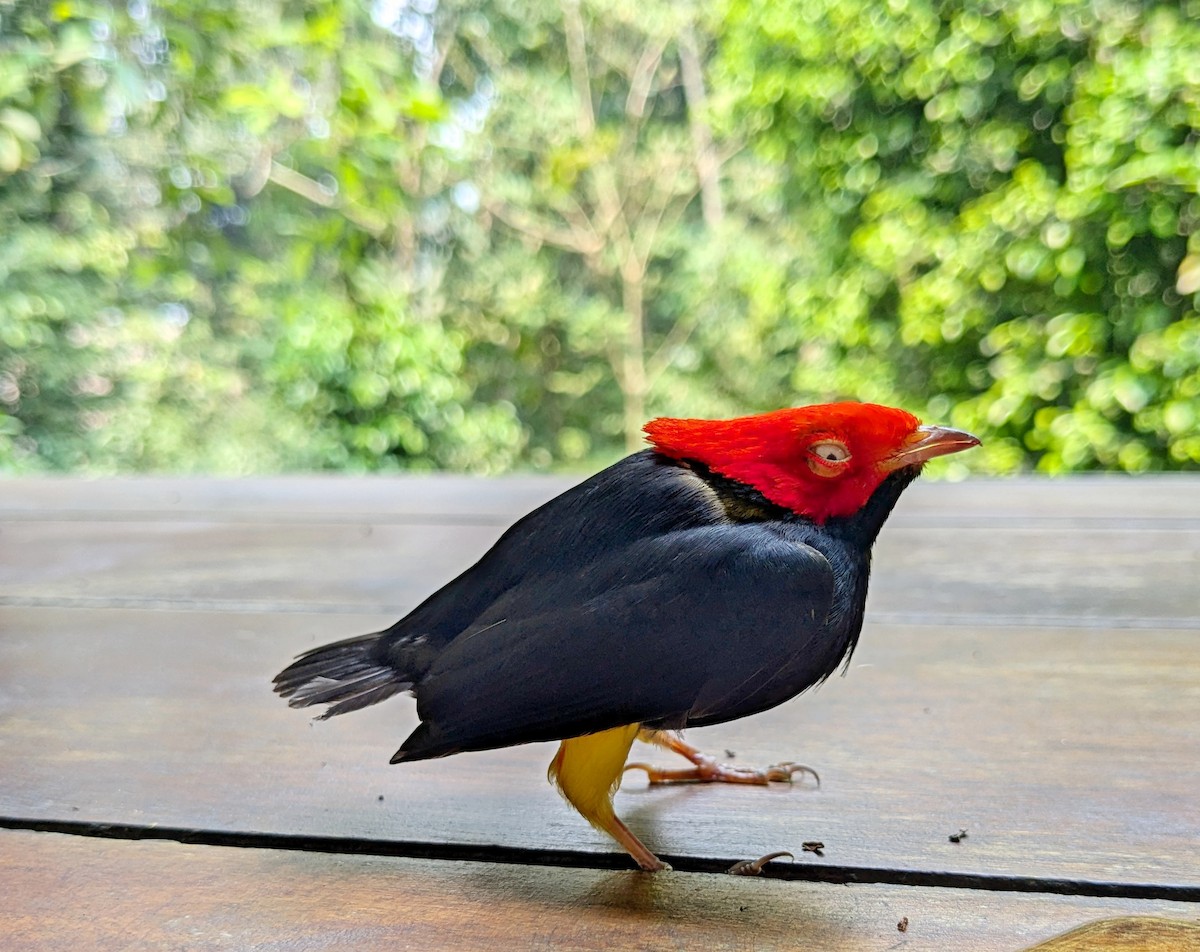 Round-tailed Manakin - ML623560784