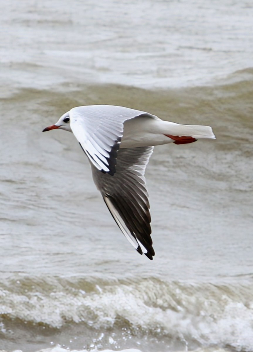Black-headed Gull - Phil Mills