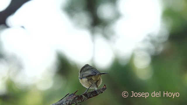 Canary Islands Chiffchaff - ML623560928