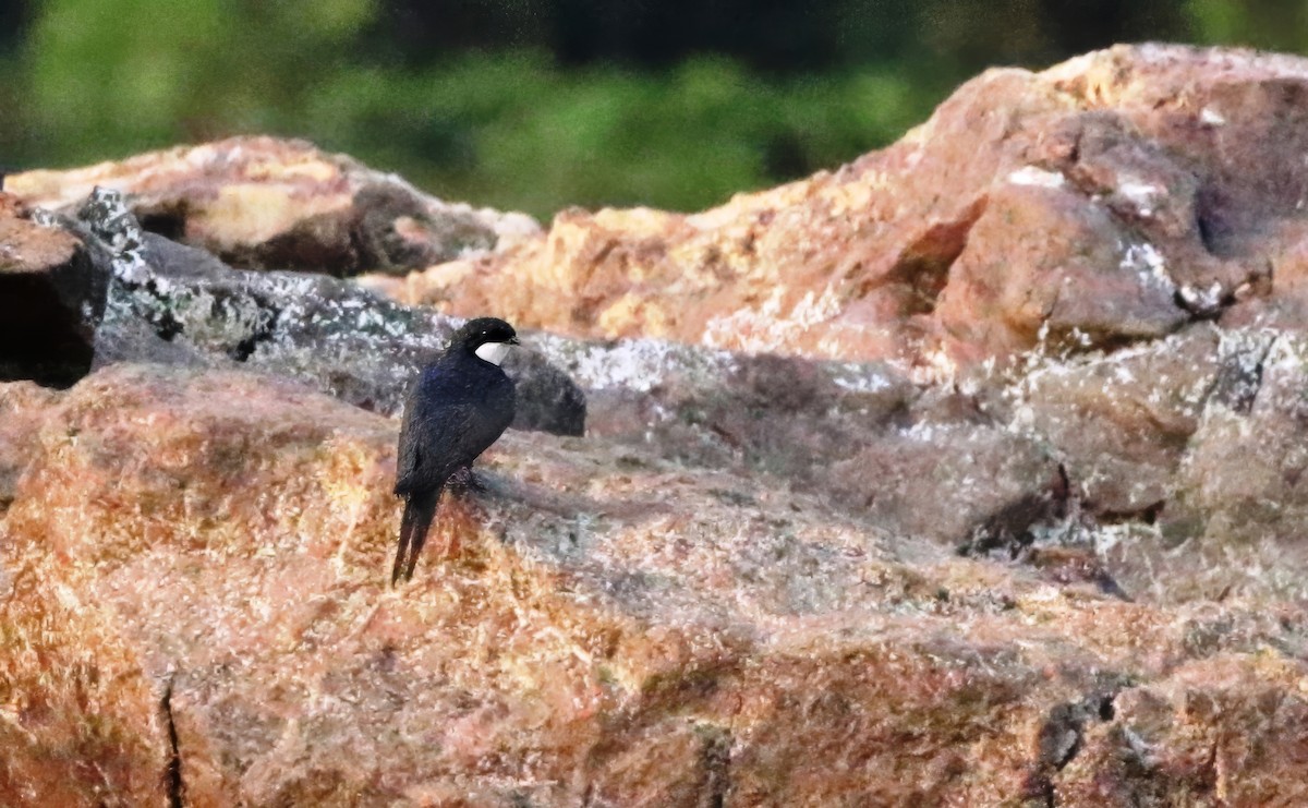 Black-collared Swallow - Richard Greenhalgh