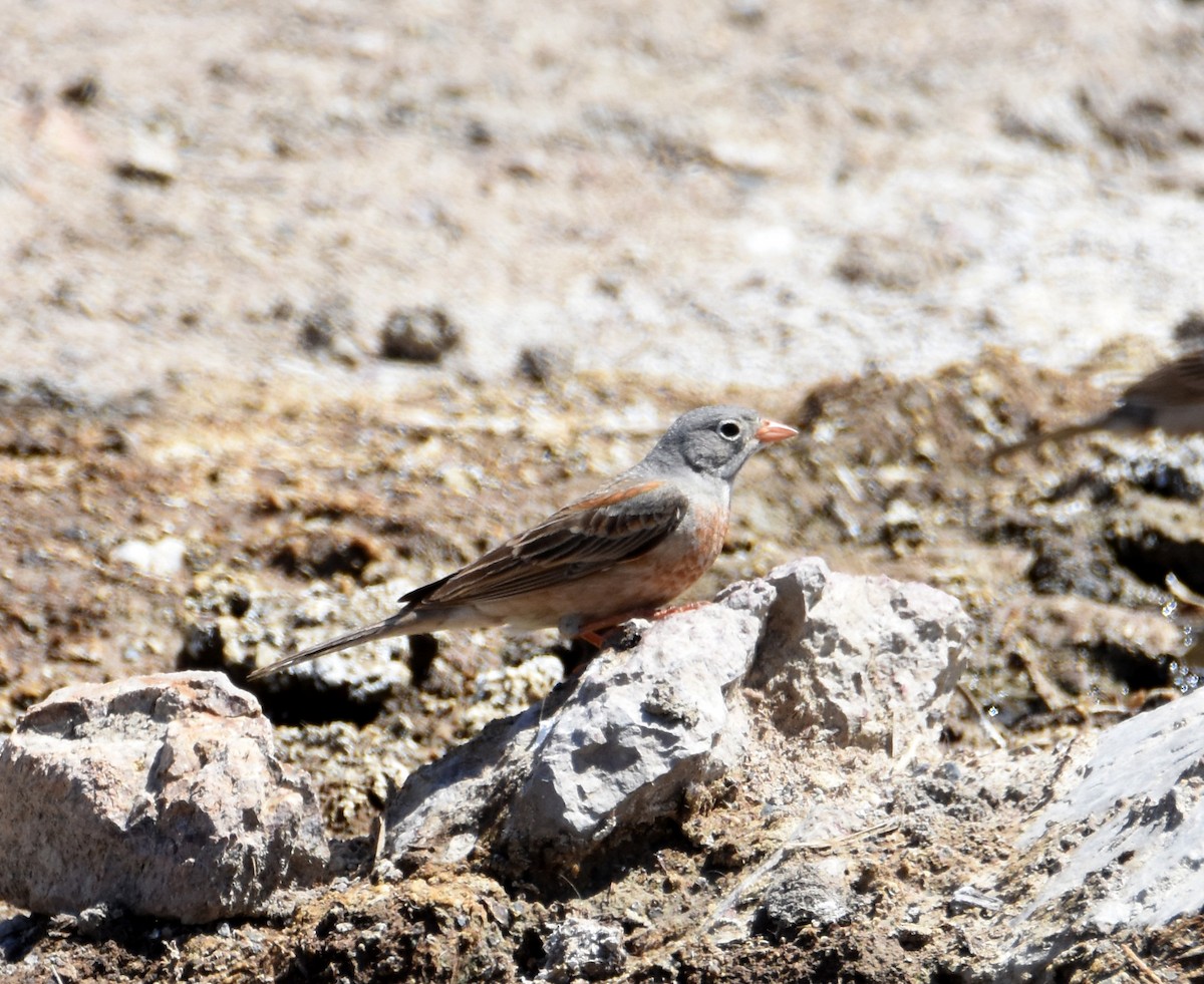 Gray-necked Bunting - ML623560969