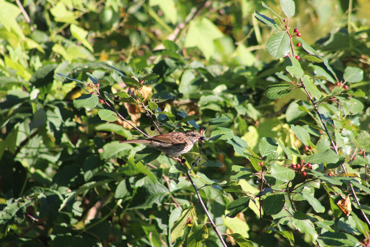 Swamp Sparrow - ML623561053