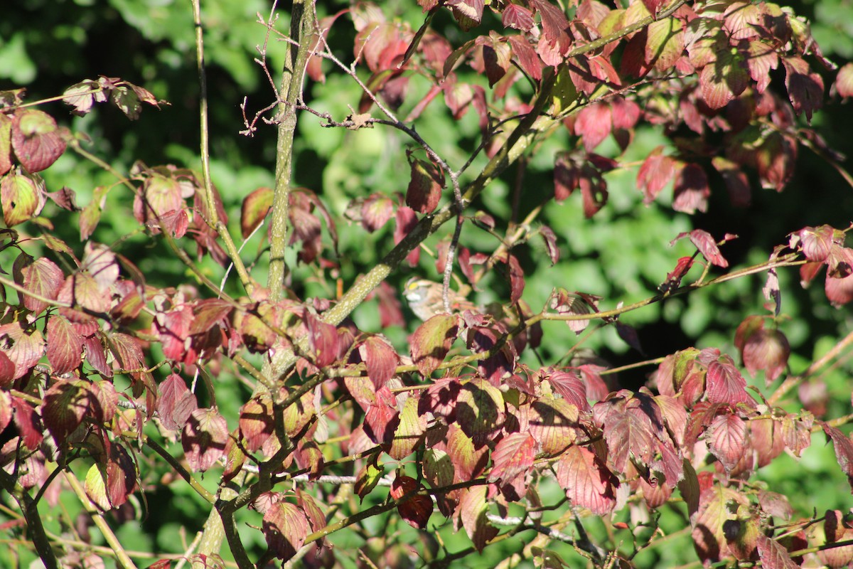 White-throated Sparrow - ML623561060