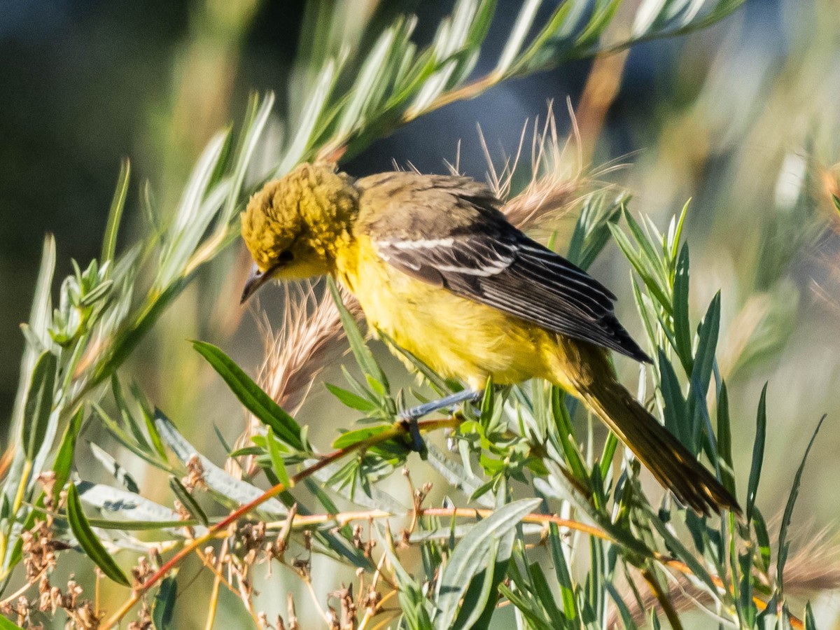 Orchard Oriole - ML623561069