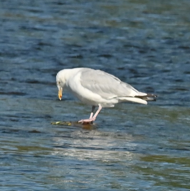 Herring Gull (American) - ML623561088