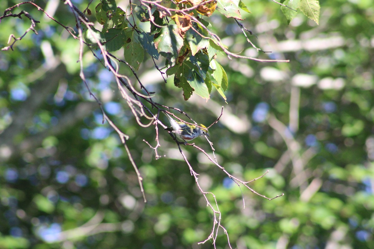 Chestnut-sided Warbler - ML623561109