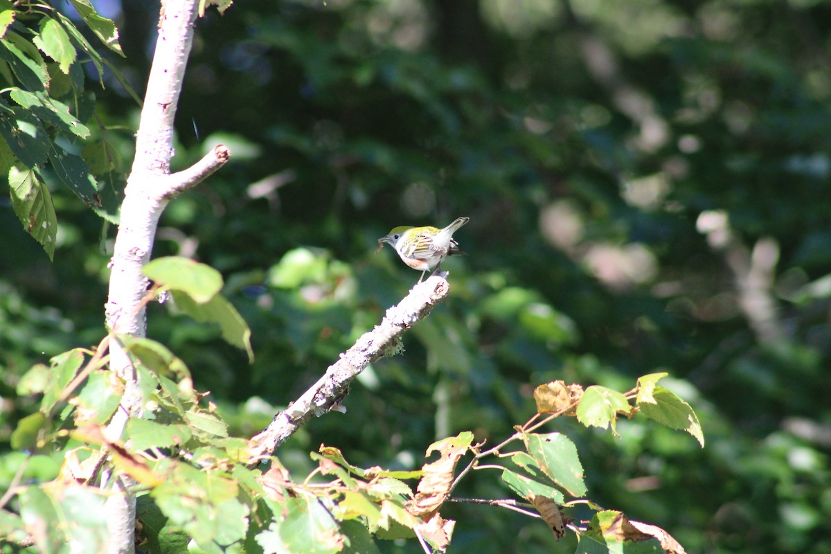 Chestnut-sided Warbler - ML623561110