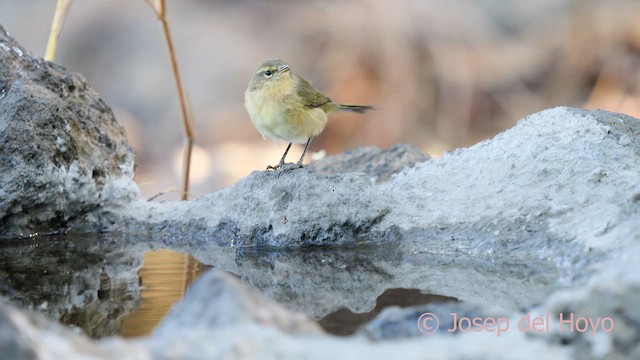 Canary Islands Chiffchaff - ML623561125