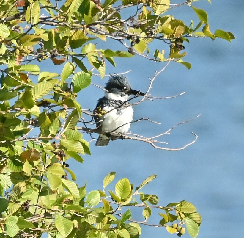 Belted Kingfisher - Regis Fortin