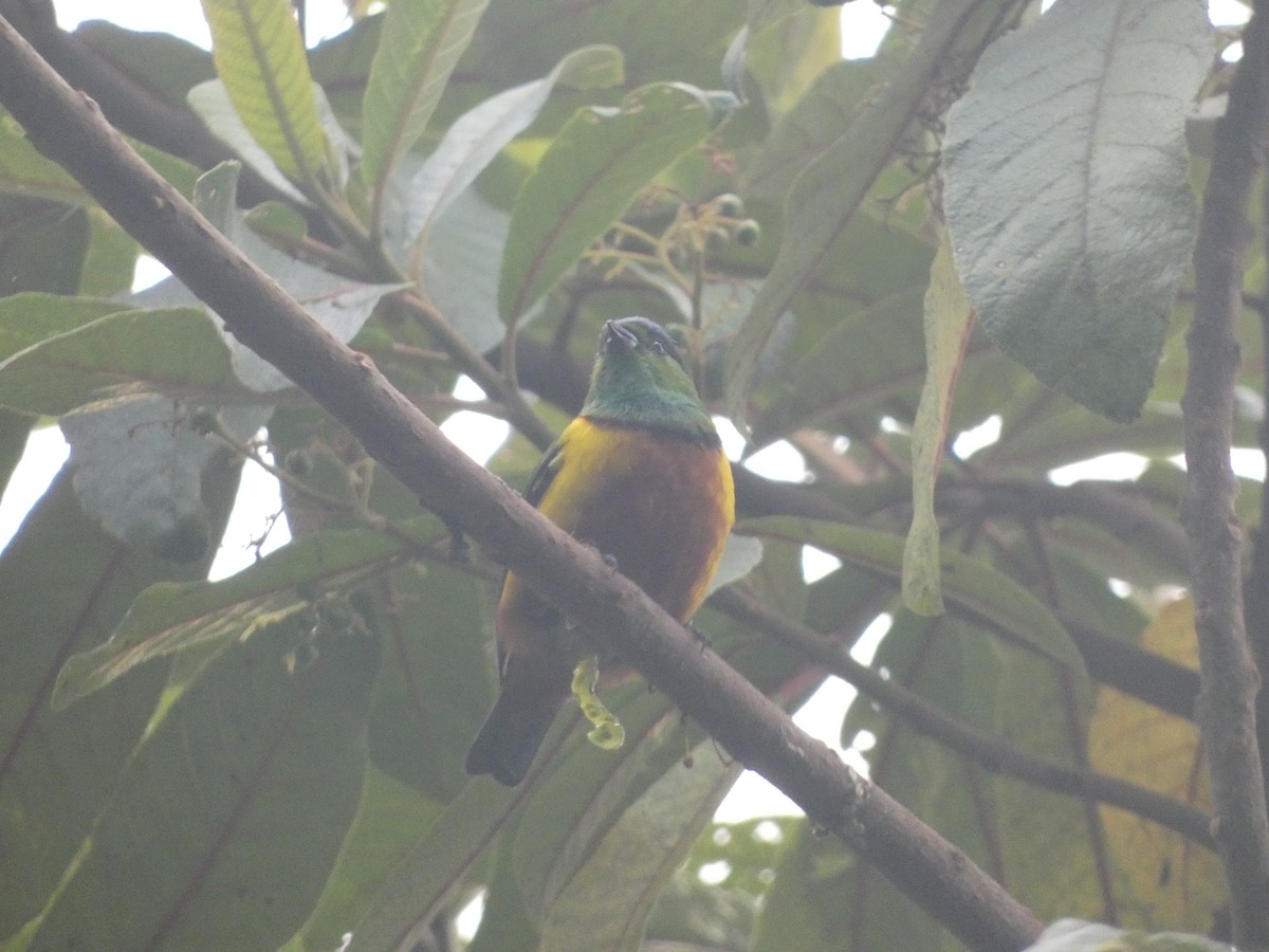 Chestnut-breasted Chlorophonia - ML623561141