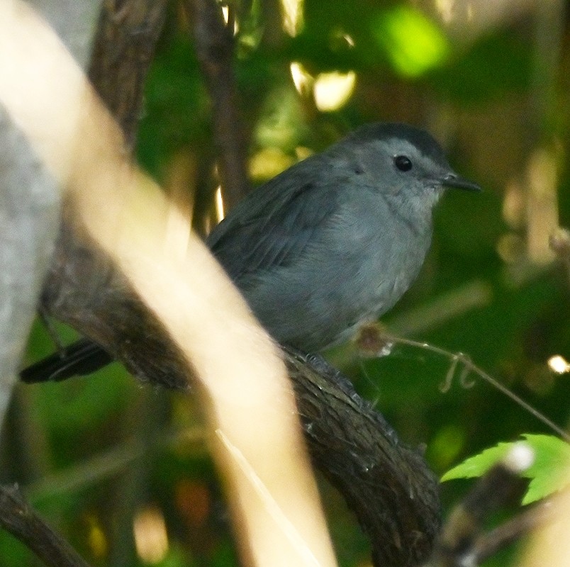 Gray Catbird - Regis Fortin