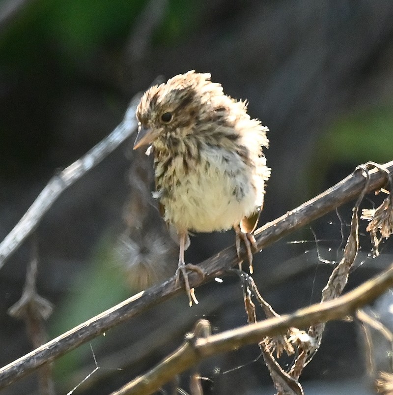 Song Sparrow - ML623561185