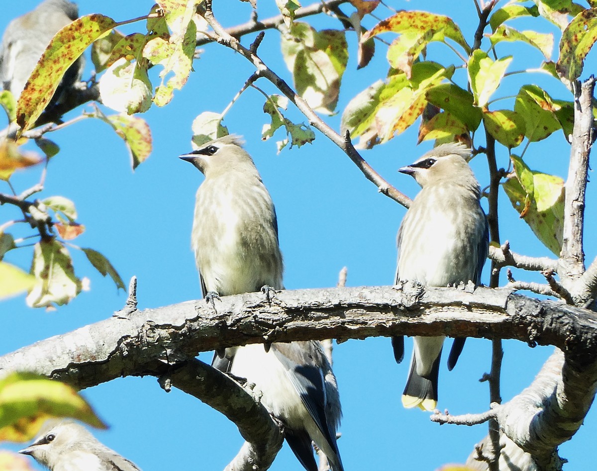 Cedar Waxwing - ML623561195