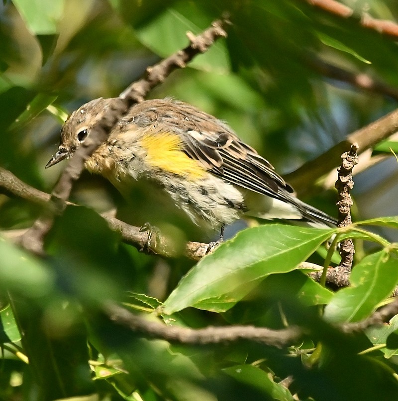 Yellow-rumped Warbler - ML623561205