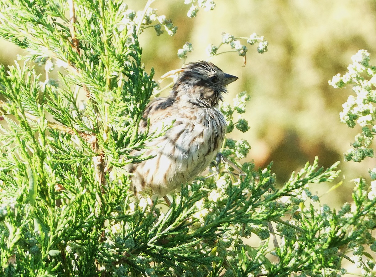 Lincoln's Sparrow - ML623561214