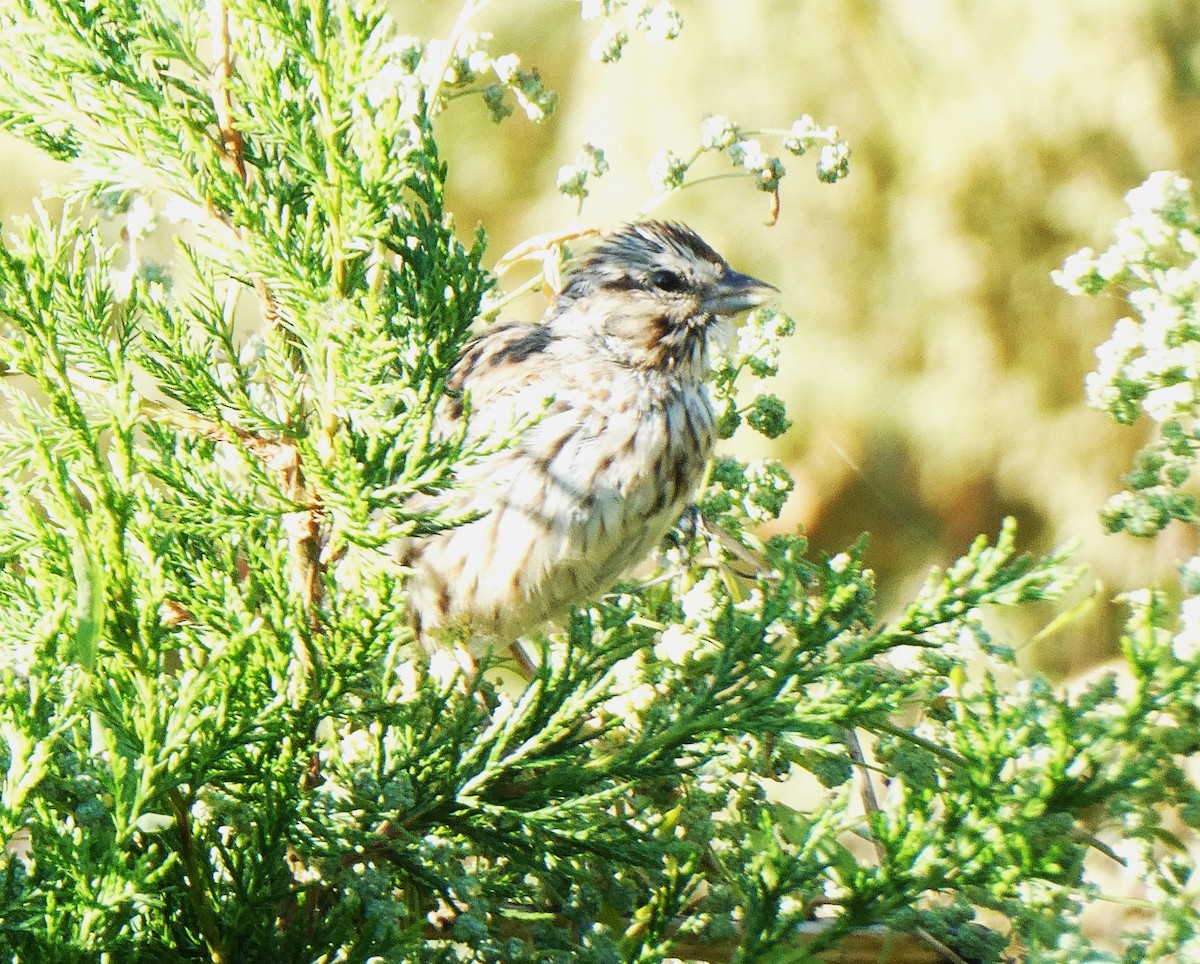 Lincoln's Sparrow - ML623561215