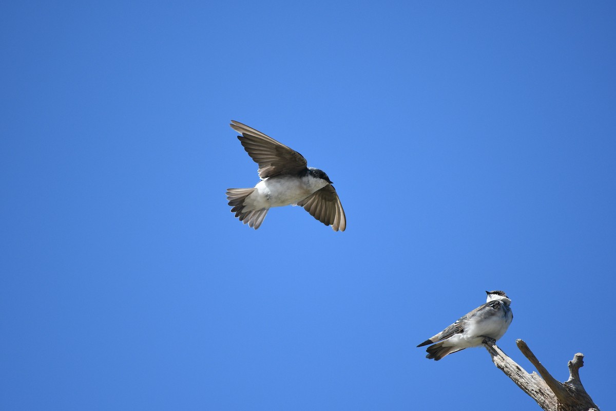 Tree Swallow - ML623561231