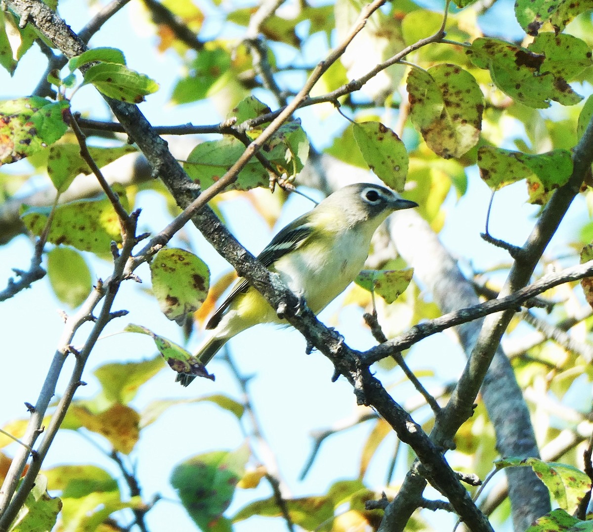 Vireo Solitario - ML623561236