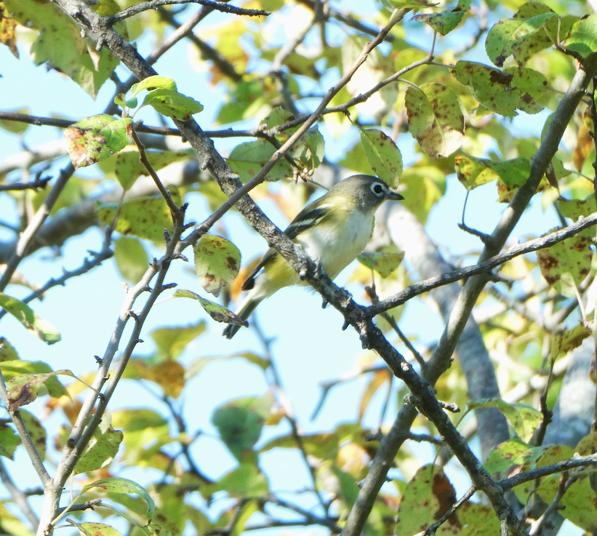 Vireo Solitario - ML623561237