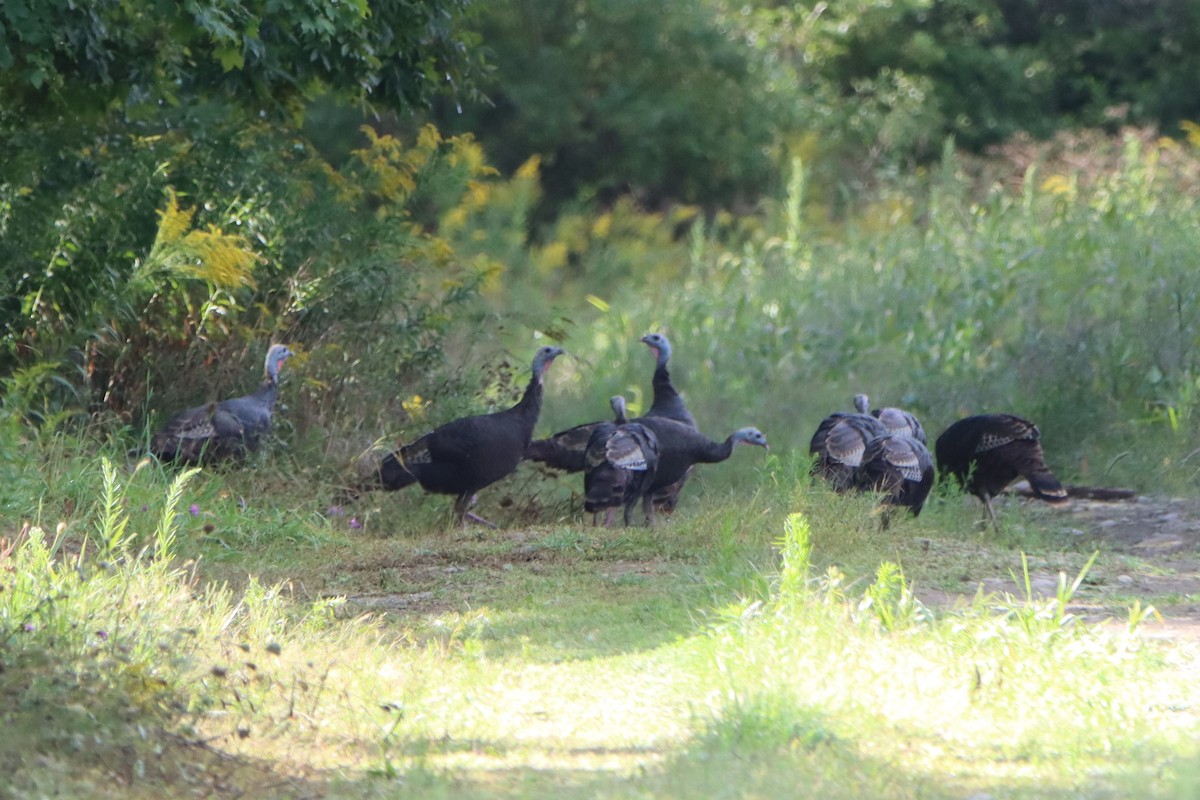 Wild Turkey - Sandy C