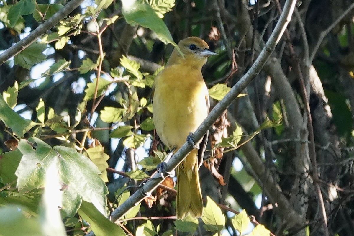 Baltimore Oriole - ML623561274